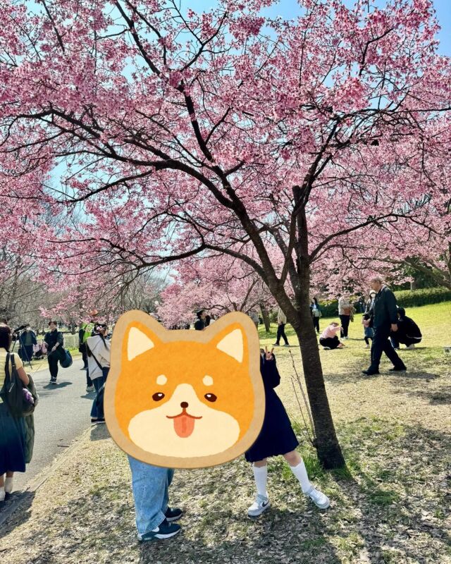 卒業シーズン🌸

保育園・小学校・中学校・高校など

卒業された皆さま

おめでとうございます！

早咲き桜も満開でとても綺麗でした♪

#桜
#早咲き桜
#ジョブタス長吉長原東
#就労支援
#B型
#手作りアクセサリー
#平野区就労支援
#就労b
#ハンドメイド
#在宅
#軽作業
#就労訓練
#日当保証
#無料送迎