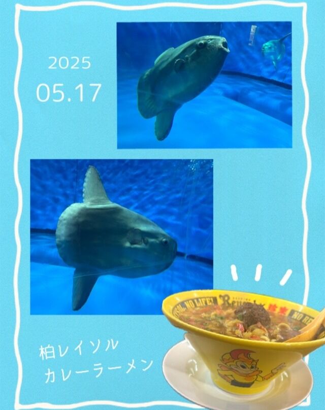 ・
こんにちは、ジョブタス千城台東事業所です🐸

休みの日に茨城県にある大洗水族館へ行ってきました🐟

皆さんは、水族館にいたら１番嬉しい魚ってなんですか？？

私はマンボウです！！笑
本当に魚なの～？？と疑ってしまう、、すごく神秘的な生き物！

全国どこの水族館にいるわけじゃないのでいたらテンション上がります🔥

帰りはラーメンの気分だったのでラーメンに寄りました✨
柏レイソルとコラボしたメニュー「カレーラーメン」というのがあり、食べてみました～めちゃめちゃ美味しかったです～～

＃エフリング　＃ジョブタス　＃就労ｂ　＃職員の休日　＃大洗水族館　＃マンボウが一番好きな人と繋がりたい　＃柏レイソル　＃期間限定に弱い ＃カレーラーメン
