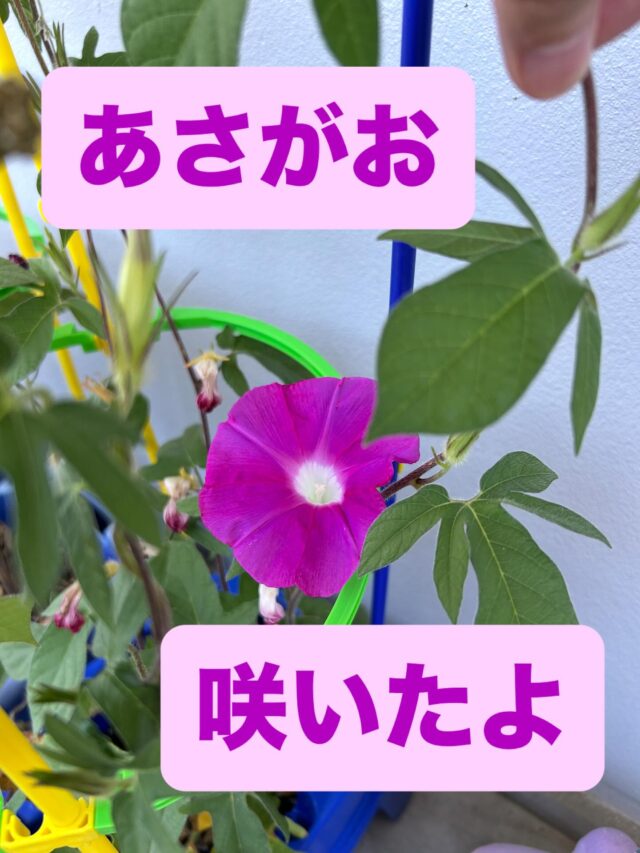 あさがお

咲いたよ！

キミの心も

咲きほこれ！🌺

#エフリング #就労継続支援ｂ型 #障がい者福祉サービス #大阪 #東住吉区 #駒川商店街