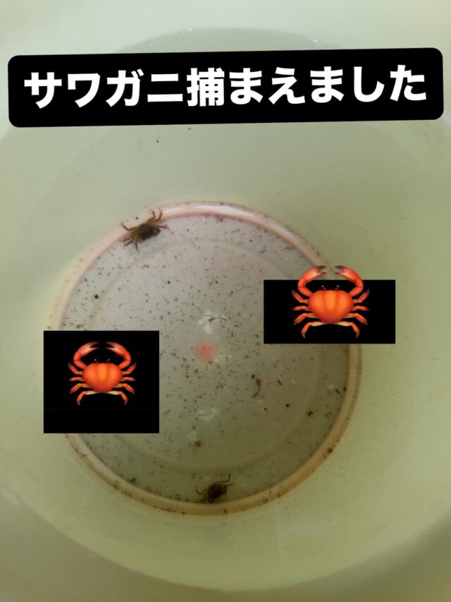 サワガニ捕まえました🦀

大きくなったら食べようと思います

暑さが厳しいですが、気持ちだけは元気に、

口角上げていきましょうー！

甲殻類だけに🦐🦞🦀

#エフリング #就労継続支援ｂ型 #作業所 #カニ #サワガニ #もくずがに #かも #大阪 #東住吉区 #駒川