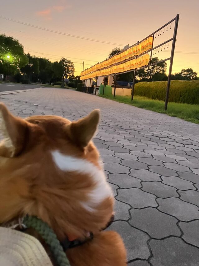 こんにちは😃
ジョブタス駒川です🎶

今日はうちのBOSSの愛犬レオくんの写真を1枚📸
供養の提灯みたいですが、これはなんというのでしょう…❓
もうすぐお盆ですからね🏮
大切なあの人にもまた会えるでしょうか……

ジョブタス駒川はお盆時期も開所予定です‼️
また開所予定日を連絡します☺️

暑さに負けず、毎日過ごしましょう🌞