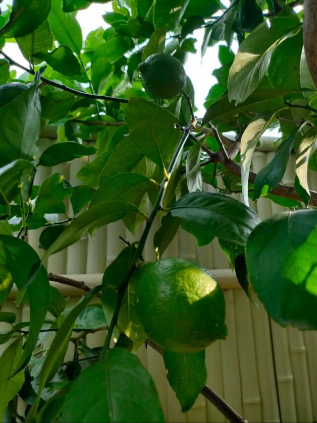 こんにちは！
職員は家庭菜園にハマっています☺️
苗から6年間育てたレモン🍋
今年は収穫出来そうです✨
#ジョブタス長吉長原東#就労支援#B型#手作りアクセサリー#平野区就労支援#就労b#ハンドメイド#在宅#軽作業#就労訓練#日当保証#無料送迎