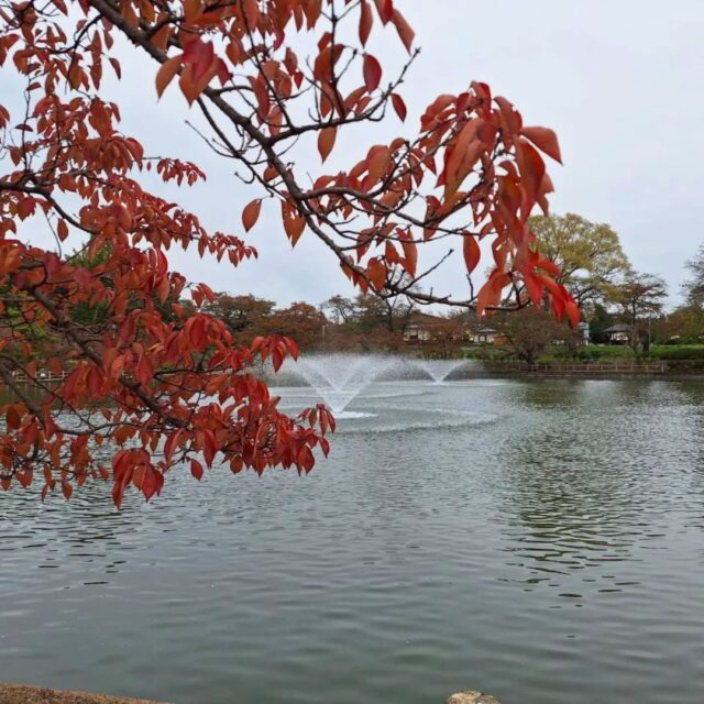 こんにちは　エフリング弘前です(*^^*)
先日、レクで猿賀公園へ紅葉を見に出かけました🍁

フォトコンテスト開催ということで
みなさん、思い思いに写真を撮っていました。
鯉にエサをやったりとみなさん楽しんでいましたよ　　

エフリング弘前が「どんなところなんだろう」と
興味を持った方へ！
いつでも見学や体験を受け付けています。
作業内容の見学だけでなく、雰囲気を感じていただくのも大歓迎です。
ぜひお気軽にお問い合わせください
☎0172-55-8860

#エフリング弘前
#就労継続支援B型
#弘前
#障害者支援