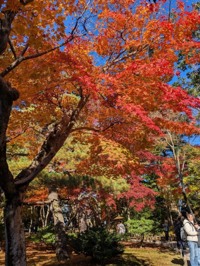 職員Aが先日行った石川県で撮影📸

立派な紅葉😊

でも、秋だなぁと浸ることなく

気づいたらもう最低気温は一桁😵

オータムにフォールすることなく

ウィンターに👀🥶

四季ではなく、二季ですね、、、

体に堪える季節ですので

皆様体調管理に気をつけてくださいね

以上！

#エフリング #オータムはイギリス英語だろーか #ジョブタス駒川事業所 #ジョブタス #作業所 #大阪 #石川県 #兼六園 #就労継続支援ｂ型
