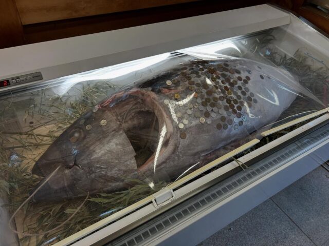 祝いマグロ🙌🐟🐟🐟

初詣の際に奉納されていたもので、

載せ忘れていました😊🐟🐟

凍っていて小銭が貼り付いていましたよ👀💰

マグロさんのお仲間がご利益運んでくれますように🙏

🐟〜

#エフリング #しゅうろうけいぞくしえんbがた #ジョブタス駒川事業所 #ジョブタス #マグロ