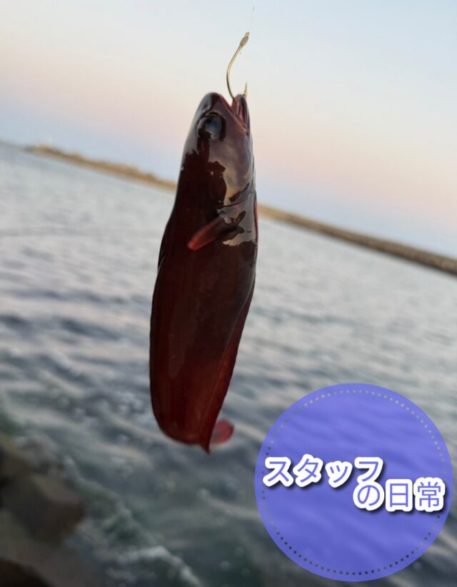 こんにちはジョブタス豊四季です☺️
本日はスタッフの日常、今回は職員Iさんのご紹介です！

釣りが趣味のIさんは、先日茨城県の阿字ヶ浦まで海釣りに行ってきたそうです🎣
一枚目の写真は「ドンコ」という魚で、三枚目のバケツに入っているのはソイ・クジメ・ギンポとのこと。
どれもあまり耳馴染みのない魚ですが、海釣りならではの出会いですね🐟✨