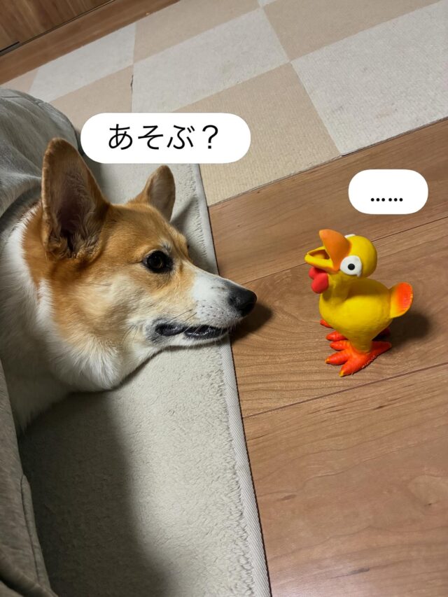 .
こんにちワン♪
今日は私たちのBOSSの愛犬、
レオの可愛い写真をご紹介します💕
.
.
🐕  あそぶ？
🐥 …
.
そんなやりとりをしてるのでしょうか😍
.
.
まんまるな目がたまりません🙈💕
.
.
.
.
レオには会えませんが、BOSSには会えます♡ ↓↓
【お問い合せ先】
☎️06-6625-8438
📩komagawa@jobtas-kansai.net

インスタのDMでも大丈夫です👌

#就労支援ｂ型事業所 
#エフリング 
#ジョブタス駒川事業所 
#障害者自立支援 
#障害福祉サービス