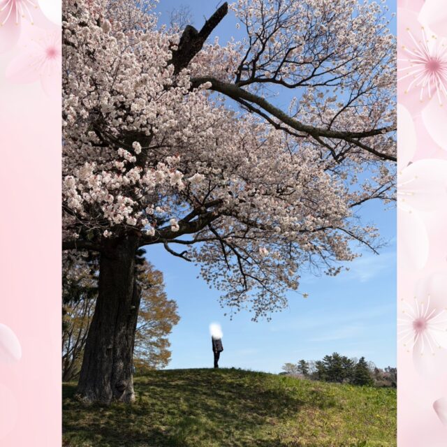 ジョブタス東仙台です！

本日4/14(火)はお花見外出レク2日目でした！

4/10(金)の1日目は残念なら雨のため中止・・😭
2日目参加希望をされた利用者さんのみの外出でした！

楽しそうな写真がたくさん送られてきて
参加された方も「久々の外出楽しかった😊」と
喜ばれていました！👏

1日目予定の方、次こそは外出を楽しみましょう😭😭

桜の下に佇む利用者さん、素敵です✨

----✂-----------------------------------------

🏠ジョブタス東仙台　★東仙台駅すぐそば！
〒983-0833　仙台市宮城野区東仙台1丁目7-1
☎：022-355-6325
✉：jobtas.higashisendai@gmail.com
【営業時間：9：00～17：00／月～金曜日】

#ジョブタス東仙台 #就労支援B型 #福祉 #障害福祉 #無料送迎 #昼食無料提供 #仙台 #ハンドメイド #製作 #軽作業 #古着 #古本 #昼食無料 #送迎無料 #利用者様募集中 #見学体験受付中 #エフリング