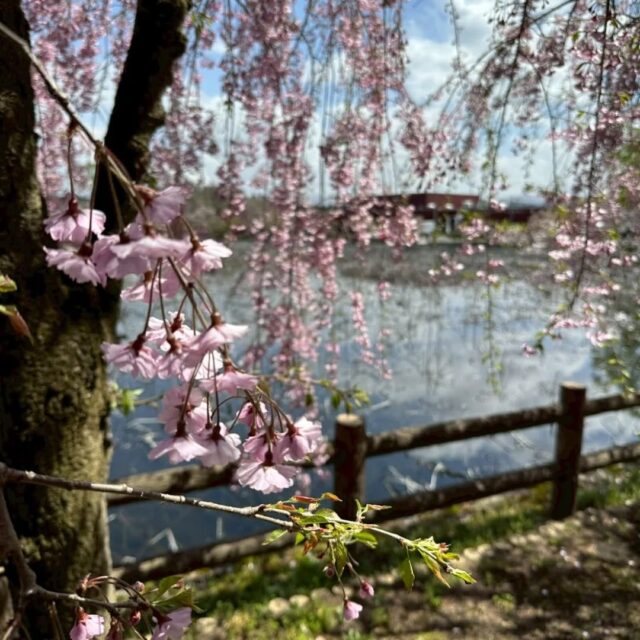 2026年４月21日、ジョブタス弘前八幡事業所の観桜会でした。弘前城ではなく、平川市の猿賀神社の桜祭りに利用者さんの希望者で行かせて頂きました🌸　天候に恵まれ、風は冷たかったですが、皆さんも桜や鯉やお店での飲み物やソフトクリームなど、楽しい時間を体験致しました❤️　祈願する方もおり色々と願い事もされていた様子でした。とても良い記念日になりました🥰　＃観桜会　＃平川市　＃猿賀神社　＃桜祭り　＃ジョブタス弘前八幡事業所