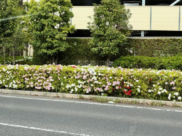 こんにちはジョブタス豊四季です😌

送迎車の中から、カラフルに咲くツツジが見えました！
「あの花はなんだろう？」と会話も弾み、送迎車内は和やかな雰囲気に包まれていました✨

季節の移り変わりを感じられる、素敵なひとときとなりました！