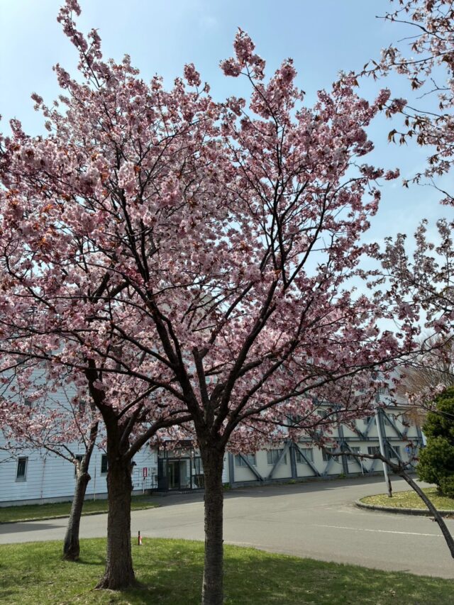 桜を見に行きました🌸天気もよく、とても温かかったです☀️
#ジョブタス白石#就労支援ｂ型事業所 #桜#春#マイナスイオンいっぱい
