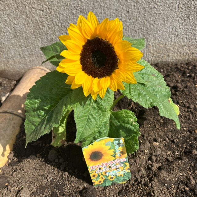 🌻夏がやってきた！ジョブタス農園スタート！？🍅🥒🍆

こんにちは！ジョブタス宇都宮さくら事業所のパンちゃんです🐼✨

最近、一気に暑くなってきましたね～☀️💦
皆さん、しっかり水分補給をして体調管理をしてくださいね！

さて、宇都宮さくら事業所ではこの夏、新たなプロジェクトが始動しました🎉

その名も…

🌱 「ジョブタス農園計画」！！ 🌱

事業所の脇に花壇を作り、利用者さんと一緒に

🌻ひまわり
🍅ミニトマト
🍆なす
🥒きゅうり

を育て始めました✨

毎日みんなで「大きくなったかな？👀」と様子を見ながら水やりをしています🚿

ひまわりはどこまで背が伸びるのか！？
ミニトマトは何個収穫できるのか！？
きゅうりは立派に育つのか！？

利用者さんも職員もワクワクしながら成長を見守っています😊

🌞外はすっかり夏模様ですが、事業所の中は快適そのもの！

❄️エアコン完備！
🍃心地よい風が通り抜ける爽やかな環境！
🥤冷たい麦茶も無料でご用意！

暑い季節でも無理なく、快適に作業へ取り組めます✨

これから野菜やひまわりの成長の様子もブログでお届けしていきますので、ぜひお楽しみに🌻🍅

「ちょっと気になるな～🤔」
「どんな雰囲気なんだろう？」

という方は、お気軽にお問い合わせください📞✨

スタッフ一同、皆さまのお越しをお待ちしております😊🐼🌈

♡♡お問い合わせ先∩^ω^∩♡

🏢宇都宮市西大寛2丁目5-46
☎️0286668206
💌 jobtas.sakura@gmail.com

･*:.｡. .｡.:*･゜ﾟ･* *･゜ﾟ･*:.｡..｡.:*･'

#ジョブタス宇都宮さくら事業所
#就労継続支援b型
#精神障がい
#知的障がい
#身体障がい
#難病
#全盲
#送迎無料
#資格取得支援
#発達障害 　
#pc作業
#パソコン初心者
#ソフトクリーム無料
#ドリンク無料　
#就労継続支援
#とにかく楽しい
#ジョブタス農園
#ひまわり成長記録
#ミニトマト
#なす
#きゅうり
#利用者募集中
#見学歓迎
#快適な作業環境
#パンちゃん日記