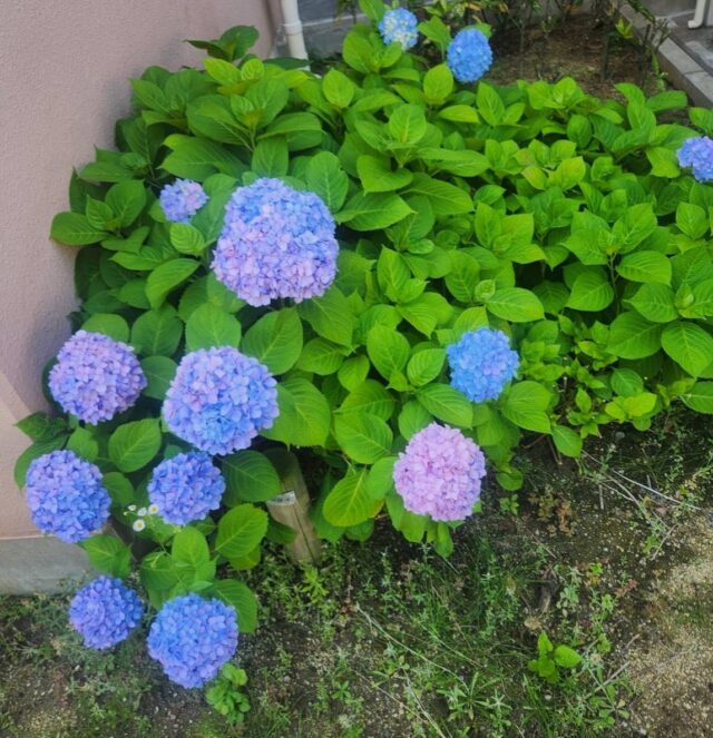 今日から6月ですね✨
紫陽花が綺麗に咲いていました☺️
#ジョブタス長吉長原東#就労支援B型#手作りアクセサリー#送迎無料#在宅